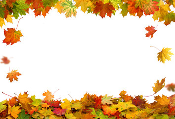 Falling autumn maple leaves natural background .Colorful foliage