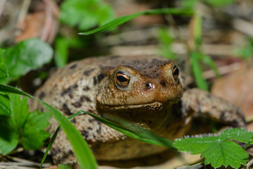 Erdkröte in der Wiese