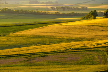 Fototapeta premium Rolling hills on sunset. Rural landscape. Green fields and farmlands, fresh vibrant colors