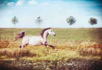 Obraz na płótnie Canvas Gray arabian horse running gallop at late summer field and sky background