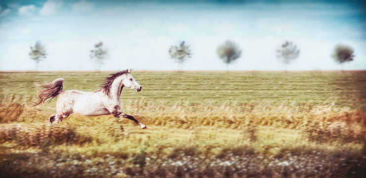 Gray arabian horse running gallop at summer field and sky background, banner