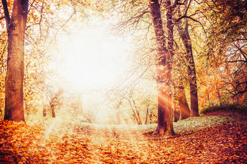 Beautiful autumn park with fallen leaves, fall foliage and sunbeams , outdoor nature