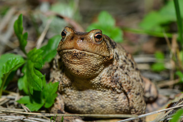 Erdkröte in der Wiese
