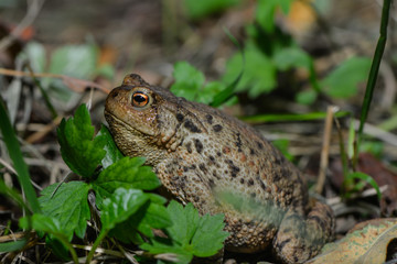 Erdkröte in der Wiese