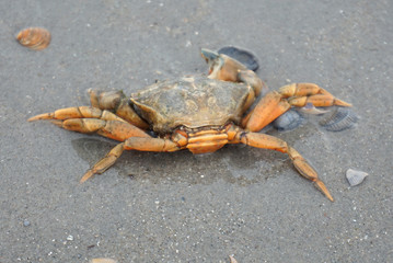 Krabbe in der Nordsee