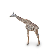  portrait of giraffe isolated on white background(clipping path)