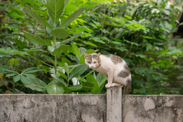 Cat sit down on a concrete wall