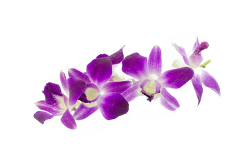 Naklejka na ściany i meble Purple orchid isolated on white