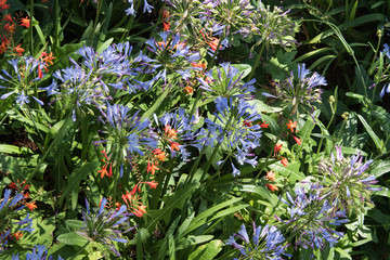 Crocosmias et agapanthes dans un jardin breton en France