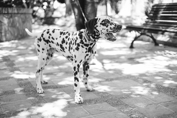 Monochrome Dalmatian dog