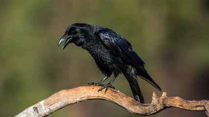 Perching Raven
