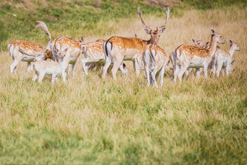 A herd of  fallow deer (Dama dama) 