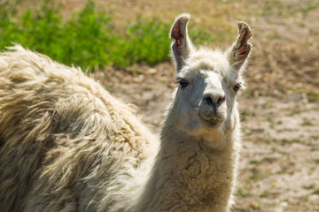 Fototapeta premium Portrait of a white lama