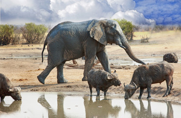 Fototapeta na wymiar Large elephant walking behind two cape buffalo showing the vast difference in size, Hwange, Zimbabwe