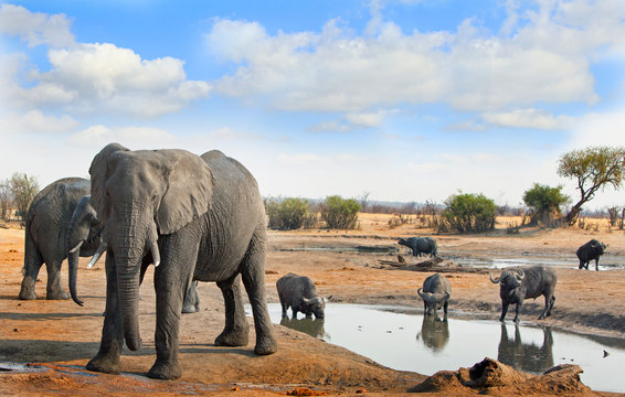 Hwange waterhole with Elephants and buffalo drinking with a nice cloudscape - Zimbabwe