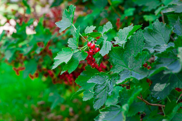 guelder rose is growing under sun light