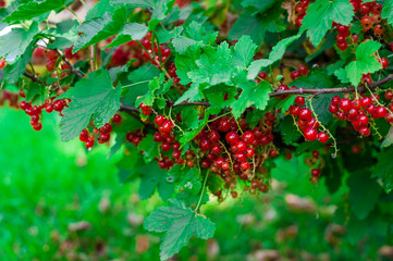 guelder rose is growing under sun light