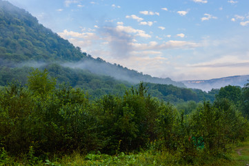 Evergreen Forest Overview in Adygea