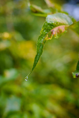 Water drop on leaves of nettle leaf