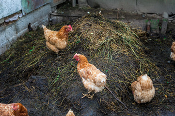brown and red chiken in the garden