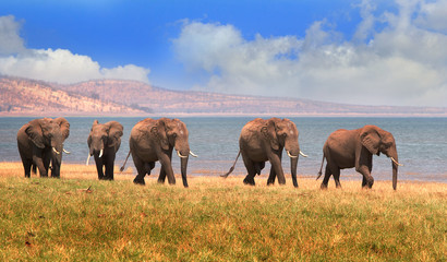 Herd of Elephants walking along the shoreline of Lake Kariba in Zimbabwe/  Lovely cloudscape and water backdrop - obrazy, fototapety, plakaty