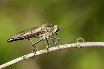 Image of an Robber fly(Asilidae) on nature background. Insect Animal
