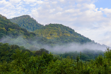 Evergreen Forest Overview in Adygea