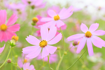 Obraz premium コスモス