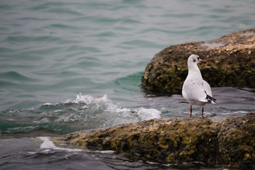 seagull on a rock