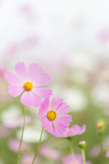 コスモス