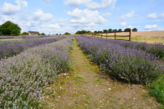 Fototapeta Rows of lavender flowers in field on farm in Hitchin Hertfordshire England