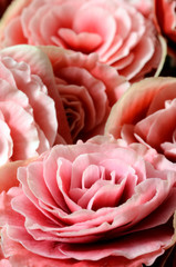 Flower background, pink begonias,