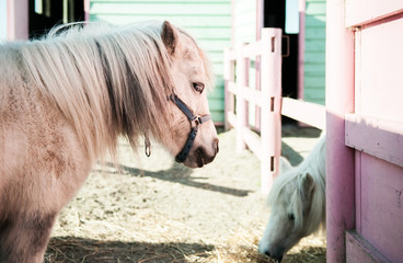 Miniature Horse, Dwarf horse