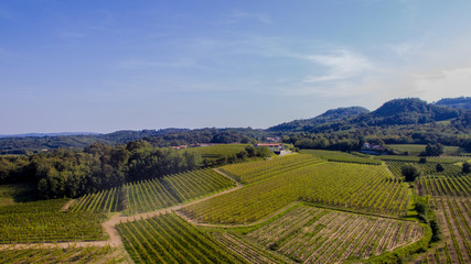 Fototapeta na wymiar Vigneti del collio friulano