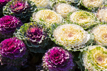white and pink cabbage in garden