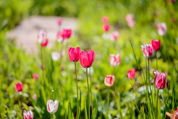 Obraz na płótnie Canvas pink tulips on a blurred background of greenery