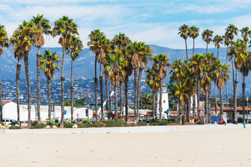 Naklejka premium Palm trees in Santa Barbara seafront