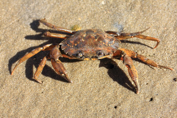 Beach crab   (Carcinus maenas)