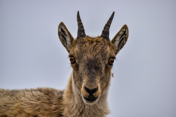Portrait of a young steinbock