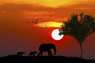 Fototapeta na wymiar elefantes caminando bajo la puesta de sol