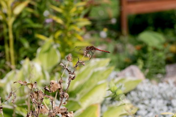 Rote Libelle am Gartenteich