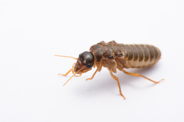 flying termite or Alates isolated on white background.