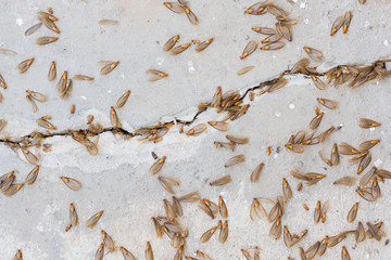 many of brown winged termite (alates) on cement floor