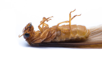 flying termite or Alates isolated on white background.