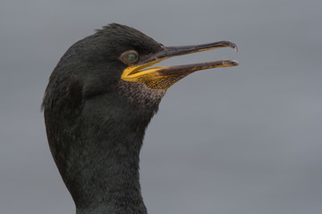 Shag close up