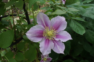 clematis piilu purple white flower
