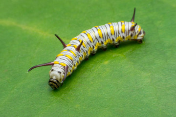 Mature Monarch Caterpillar on green  leaf