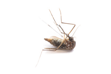  close-up or macro of a Mosquito on a white background