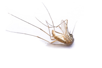  close-up or macro of a Mosquito on a white background