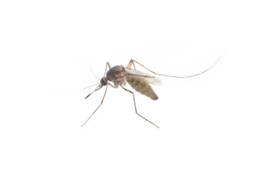  close-up or macro of a Mosquito on a white background